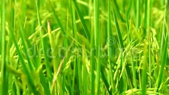 风慢吹稻田和水稻种植在泰国亚洲的有机水稻农场农业主菜视频的预览图