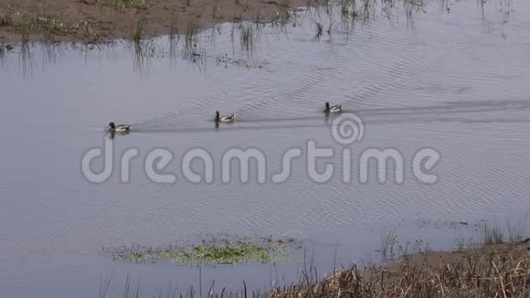 亚利桑那玛丽湖三只鸭子在下玛丽湖游泳视频的预览图