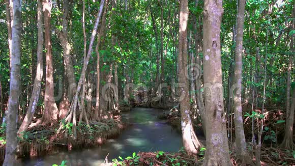 泰国克拉比省绿宝石池和红树林PaPhruThaPomKhlongSongNam电影院视频的预览图