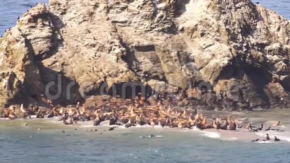 数百只海豹和海狮聚集在同一片与世隔绝的沙滩上视频的预览图