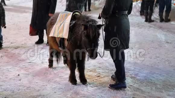 在冬天的圣诞市场上街道上的可爱的小马站在大雪下视频的预览图