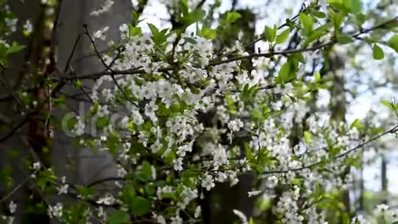 苹果花在绿色和其他麸皮的背景上大片的白色摆动视频的预览图