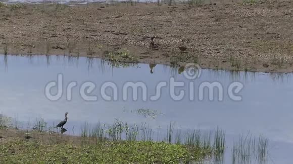亚利桑那玛丽湖下玛丽湖上有两只鸭子和一只鸟视频的预览图