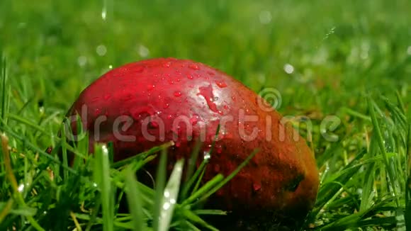 在草地上的芒果果上浇水慢镜头视频的预览图