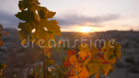 秋天的橙色和黄色的叶子再次美丽的日出波克4K卡帕多西亚土耳其视频的预览图