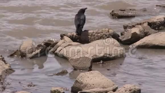 亚利桑那州玛丽湖一只乌鸦在湖边的岩石上在水中吃和采摘视频的预览图