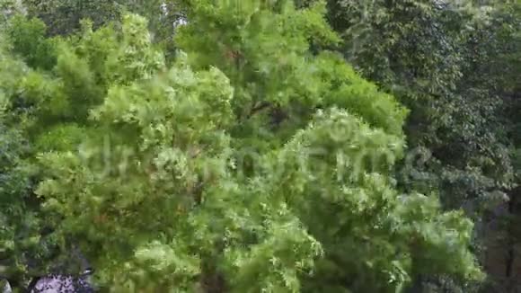 暴风雨压力下的落叶林视频的预览图