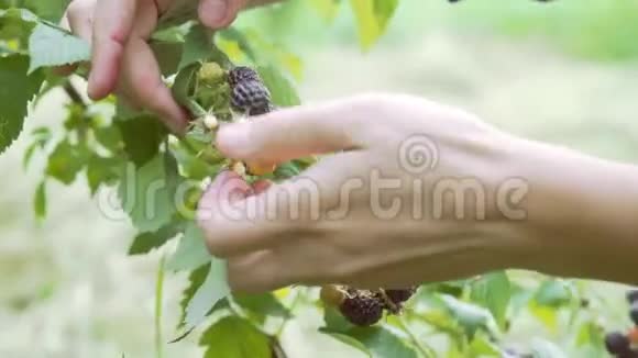 女性手特写从黑莓灌木丛中收集浆果视频的预览图