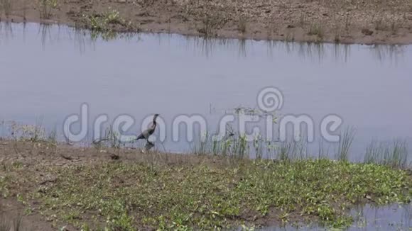 亚利桑那玛丽湖水上一只鸟有三只鸭子过来视频的预览图