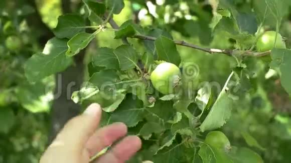 在果园里检查绿色未成熟苹果的人的手视频的预览图