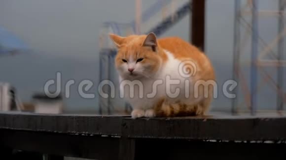 无家可归的红猫打哈欠拉上来背景海滩视频的预览图