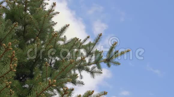 蓝天背景下针叶林中的松树视频的预览图