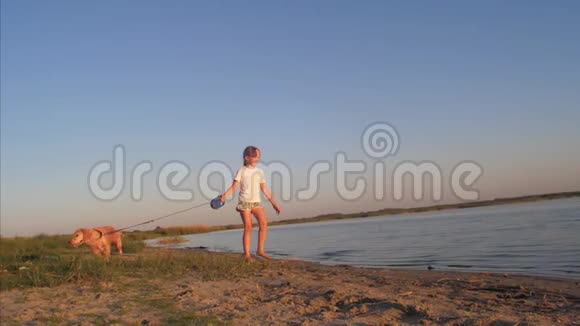 在蓝天的背景下一个女孩在海滩上用皮带牵着她的狗散步视频的预览图
