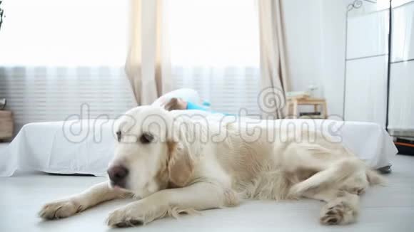 家庭宠物的生活金毛猎犬躺在地板上背景中的孩子视频的预览图
