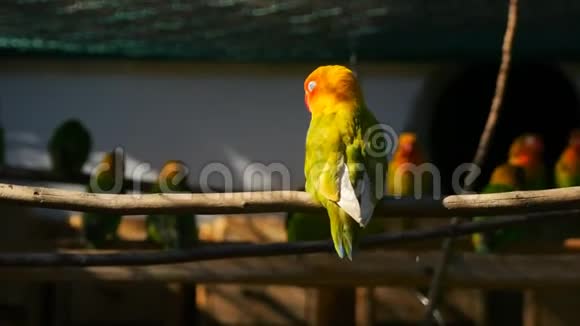 阿加波尼鹦鹉在笼子里视频的预览图