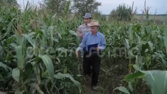 农民走过一片玉米地检验丰收的喜悦视频的预览图