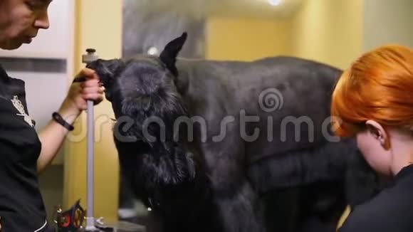 两个女人特写用剪刀剪一只大黑狗把羊毛剪在狗的爪子上专业美容师视频的预览图