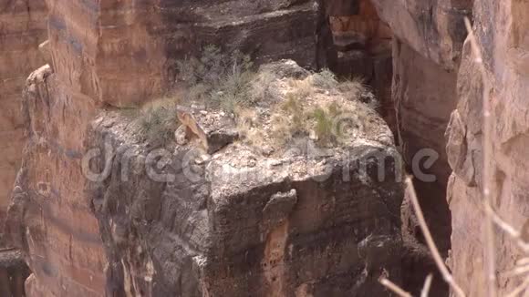 亚利桑那小科罗拉多峡谷一个放大植物生长在岩石形成视频的预览图