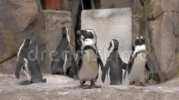 企鹅站在动物园岩石上的肖像4K视频的预览图
