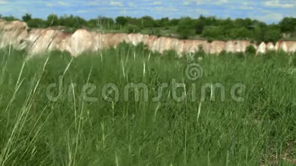 草在风中发展视频的预览图
