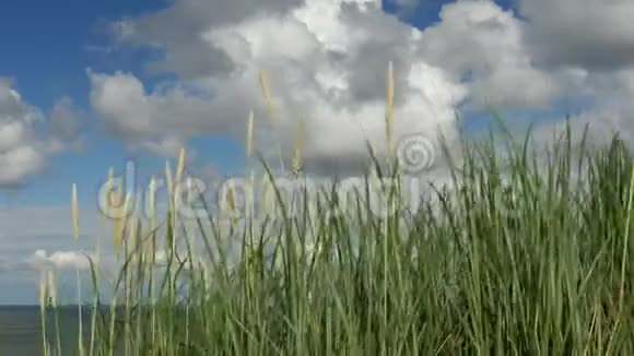 沙丘有积云和蓝天的海滨草视频的预览图