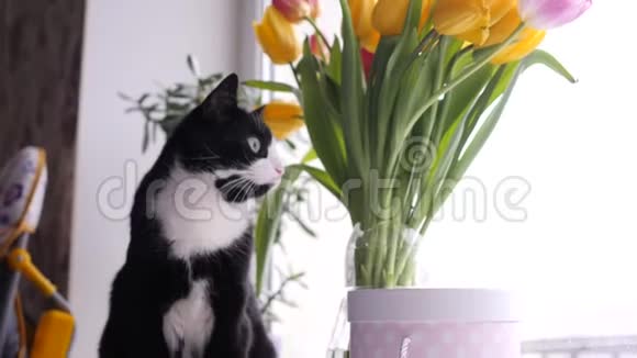 一只美丽的黑白猫挨着一束着窗外一束黄色的郁金香慢动作视频的预览图