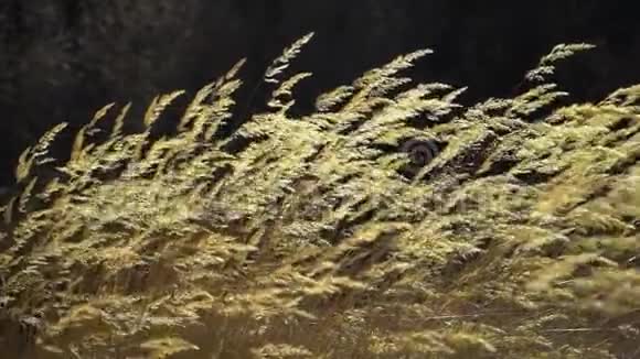 自然背景美丽的羽毛草在日落时缓慢地在风中飞翔在秋天干枯的野草视频的预览图