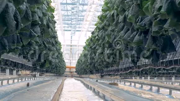 黄瓜幼苗生长在绿色植物中现代农业概念视频的预览图