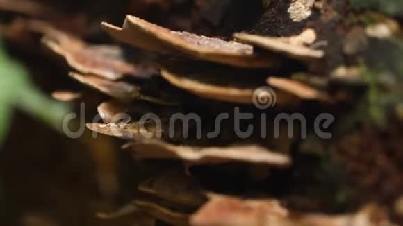 树木上的真菌生长视频的预览图