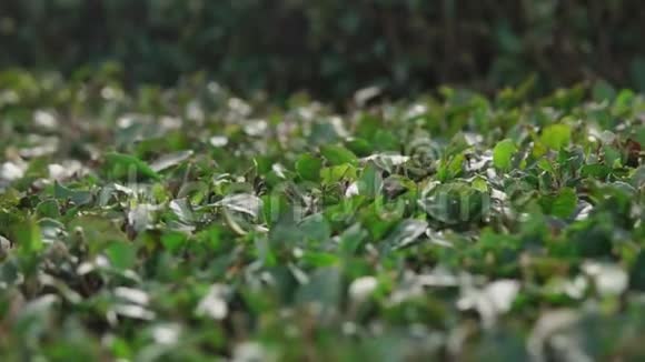 红茶的绿叶被剪得很整齐视频的预览图