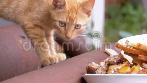 无家可归的野红猫在垃圾填埋场的街上吃肉喂养流浪动物视频的预览图
