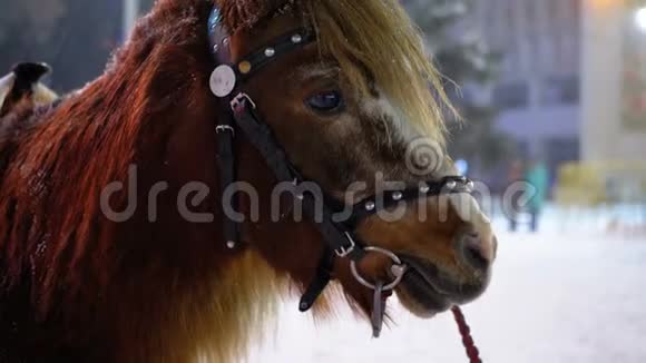 在冬天的圣诞市场上街道上的可爱的小马站在大雪下视频的预览图