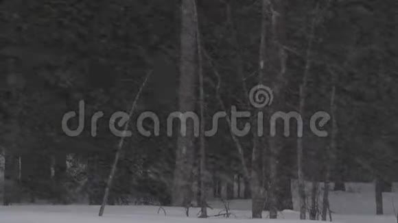 森林里的暴风雪冬季黄昏时分视频的预览图