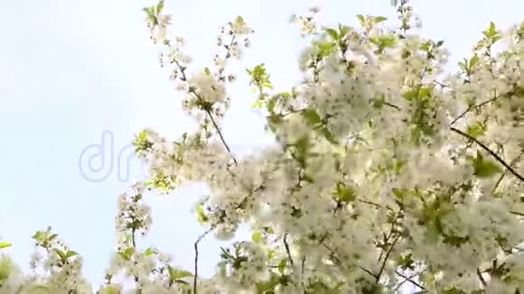 风中的樱花树视频的预览图
