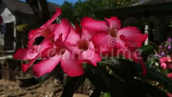 沙漠玫瑰或扁桃体美丽的早晨美丽的粉红色花朵视频的预览图