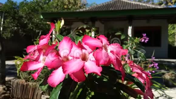 沙漠玫瑰或扁桃体美丽的早晨美丽的粉红色花朵视频的预览图