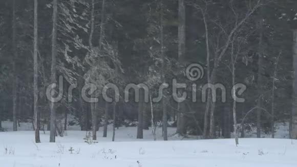 森林里的暴风雪冬季黄昏时分视频的预览图