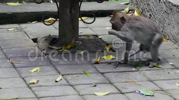 猴子在巴厘岛吃树叶视频的预览图