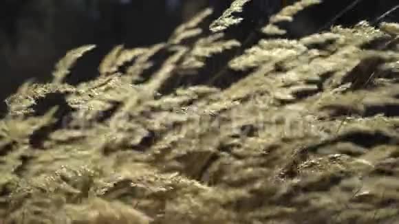 自然背景美丽的羽毛草在日落时缓慢地随风飞翔秋天干枯的野草视频的预览图