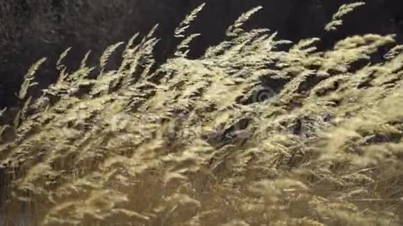 自然背景美丽的羽毛草在日落时缓慢地随风飞翔秋天干枯的野草视频的预览图