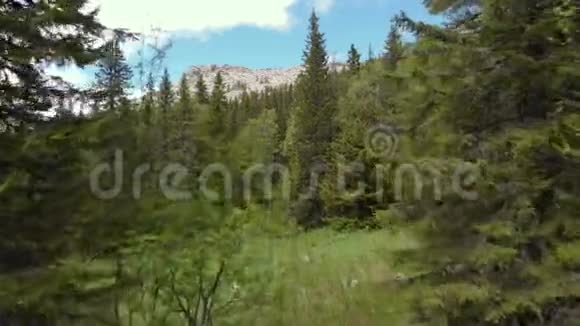 从山上飞向森林视频的预览图