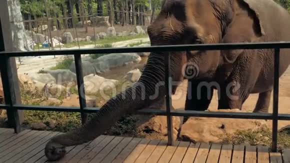动物园里等待食物的非洲大象特写镜头视频的预览图