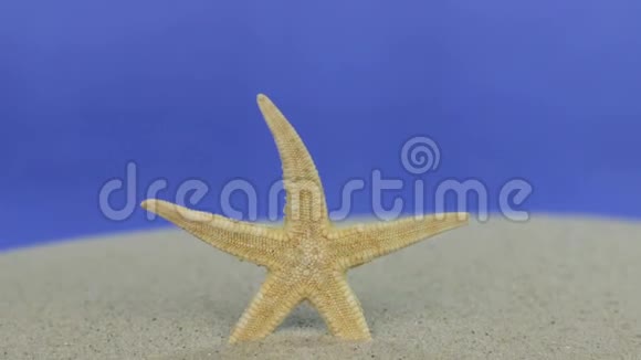 走近站在沙滩上的海星孤立视频的预览图