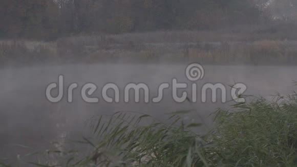 早晨湖面上的雾视频的预览图