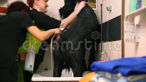 两个女人在美容院的浴室里为动物洗了一条黑色的大俄罗斯牧羊犬洗爪子狗视频的预览图
