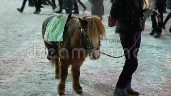 在冬天的圣诞市场上街道上的可爱的小马站在大雪下视频的预览图