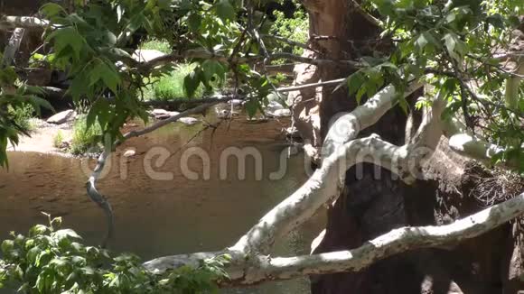亚利桑那滑石从树木中看到橡树溪平静的一部分视频的预览图