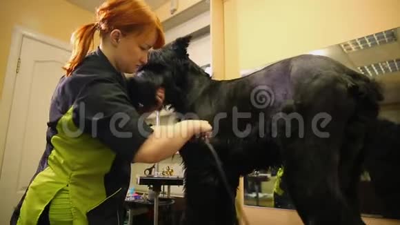 一个专业的美容师在商店剪一个大的黑色小梗与剪刀头发训犬讲习班视频的预览图