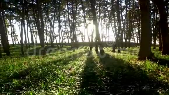 阳光穿过树木张杭松林山森林度假村SeocheonChungcheongnamdo韩国亚洲视频的预览图