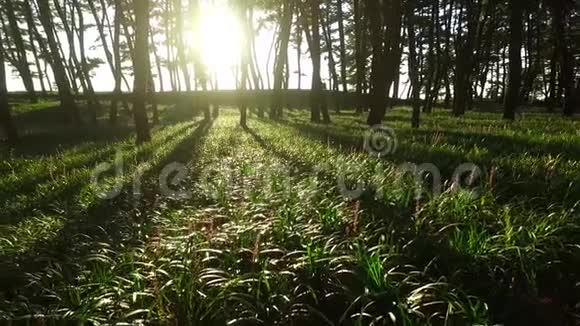 阳光穿过树木张杭松林山森林度假村SeocheonChungcheongnamdo韩国亚洲视频的预览图